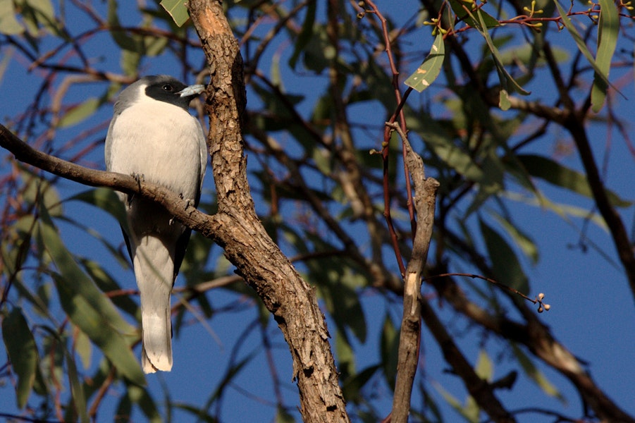 Masked woodswallow. Adult male. Bourke, New South Wales, Australia, October 2009. Image © Jarrod Amoore by Jarrod Amoore.