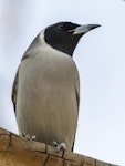 Masked woodswallow. Adult male. Alice Springs Desert Park (free flight aviary), Northern Territory, October 2018. Image © Graham Gall 2019 birdlifephotography.org.au by Graham Gall.