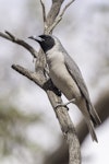 Masked woodswallow. Adult male. Gluepot Reserve, South Australia, November 2016. Image © Gunther Frensch 2016 birdlifephotography.org.au by Gunther Frensch.