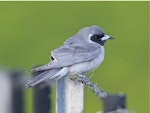 Masked woodswallow. Adult male. Nora Creina, South Australia, September 2015. Image © Vic Willms 2015 birdlifephotography.org.au by Vic Willms.