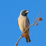 Masked woodswallow. Adult male with pollen on crown. Lawn Hill, Queensland, July 2017. Image © Mark Lethlean 2017 birdlifephotography.org.au by Mark Lethlean.