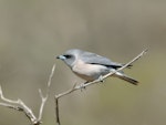 Masked woodswallow. Adult female. Carnarvon, Western Australia, August 2019. Image © Les George 2020 birdlifephotography.org.au by Les George.