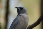 Masked woodswallow. Adult female. Alice Springs, Northern Territory, July 2008. Image © Richard Fisher by Richard Fisher.