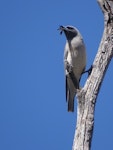 Masked woodswallow. Adult female with insect. Yankeet Hat, ACT, Australia, November 2018. Image © R.M. by R.M..