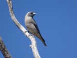 Masked woodswallow. Adult female. Yankee Hat, ACT, Australia, November 2018. Image © R.M. by R.M..