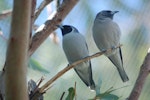 Masked woodswallow. Adult pair. Alice Springs, Northern Territory, July 2008. Image © Richard Fisher by Richard Fisher.