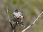 Masked woodswallow. Adult female 'tail winding'. Carnarvon, Western Australia, August 2019. Image © Les George 2020 birdlifephotography.org.au by Les George.