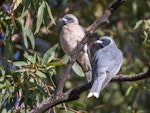 Masked woodswallow. Adult pair (female on left). Warrumbungle Visitor Centre, New South Wales, November 2018. Image © Linda Unwin 2019 birdlifephotography.org.au by Linda Unwin.