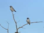 Masked woodswallow. Adult pair (female on left). Carnarvon, Western Australia, August 2019. Image © Les George 2020 birdlifephotography.org.au by Les George.