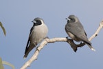 Masked woodswallow. Adult pair (male on left). Birdsville Track, South Australia, August 2015. Image © David Newell 2015 birdlifephotography.org.au by David Newell.