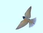 Masked woodswallow. Adult male in flight. Lachlan River 30 km upstream of Hillston, New South Wales, November 2018. Image © Con Boekel 2019 birdlifephotography.org.au by Con Boekel.