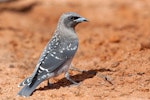 Masked woodswallow. Fledgling on ground. Pooginook Conservation Park, Waikerie, South Australia, December 2014. Image © Peter Jacobs 2015 birdlifephotography.org.au by Peter Jacobs.