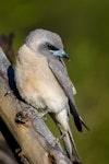 Masked woodswallow. Juvenile. Bowra Sanctuary, Queensland, October 2018. Image © Adam Higgins 2018 birdlifephotography.org.au by Adam Higgins.