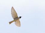 Masked woodswallow. Adult male in flight. Lachlan River 30 km upstream of Hillston, New South Wales, November 2018. Image © Con Boekel 2019 birdlifephotography.org.au by Con Boekel.