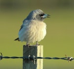 Masked woodswallow. Juvenile calling to adults. Norfolk Island, July 2014. Image © Imogen Warren by Imogen Warren.