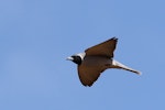 Masked woodswallow. Adult male in flight. New beach, Carnarvon, Western Australia, September 2016. Image © William Betts 2016 birdlifephotography.org.au by William Betts.