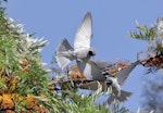 Masked woodswallow. Two adult males foraging for nectar. Narrabri, New South Wales, October 2018. Image © Mary Wheeler 2019 birdlifephotography.org.au by Mary Wheeler.