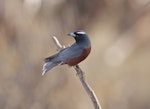 White-browed woodswallow. Adult male. Gluepot Reserve, South Australia, October 2019. Image © Glenn Pure 2020 birdlifephotography.org.au by Glenn Pure.