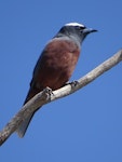 White-browed woodswallow. Adult male. Yankee Hat, ACT, Australia, November 2018. Image © R.M. by R.M..