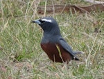 White-browed woodswallow. Adult male foraging for insects on the ground. Yankee Hat, ACT, Australia, November 2018. Image © R.M. by R.M..