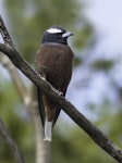 White-browed woodswallow. Adult male. Pengilly Scrub, South Australia, December 2013. Image © Craig Greer by Craig Greer.