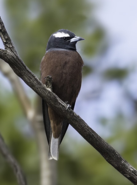 White-browed woodswallow. Adult male. Pengilly Scrub, South Australia, December 2013. Image © Craig Greer by Craig Greer.