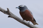 White-browed woodswallow. Adult male. Wyperfeld National Park, Victoria, November 2017. Image © Con Duyvestyn 2018 birdlifephotography.org.au by Con Duyvestyn.