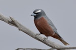 White-browed woodswallow. Adult male. Wyperfeld National Park, Victoria, November 2017. Image © Tim Van Leeuwen 2017 birdlifephotography.org.au by Tim Van Leeuwen.