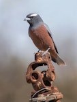 White-browed woodswallow. Adult male. Bowra, Queensland, August 2019. Image © John Eley 2020 birdlifephotography.org.au by John Eley.