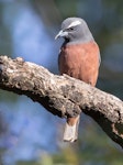 White-browed woodswallow. Adult male. Warrumbungle Visitor Centre, New South Wales, November 2018. Image © Linda Unwin 2019 birdlifephotography.org.au by Linda Unwin.