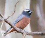 White-browed woodswallow. Adult male. Yankee Hat, Namadgi National Park, Australian Capital Territory, November 2019. Image © Graham Gall 2019 birdlifephotography.org.au by Graham Gall.