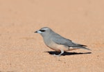 White-browed woodswallow. Adult female on ground. Murray-Sunset National Park, Victoria, November 2017. Image © Ian Wilson 2018 birdlifephotography.org.au by Ian Wilson.