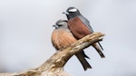 White-browed woodswallow. Adult pair, male on right. Keith, Mount Monster Conservation Park, South Australia, October 2019. Image © David Newell 2019 birdlifephotography.org.au by David Newell.