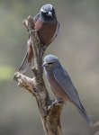 White-browed woodswallow. Adult pair, male above. On The Perch Bird Park, Tathra, New South Wales, October 2019. Image © Graham Gall 2019 birdlifephotography.org.au by Graham Gall.