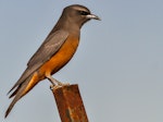 White-browed woodswallow. Adult female. Kilcowera Station, South-west Queensland, October 2014. Image © Dick Jenkin by Dick Jenkin.