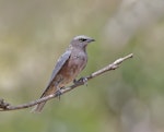 White-browed woodswallow. Immature. Eynesbury Grey Box Forest, Victoria, February 2020. Image © Stephen Garth 2020 birdlifephotography.org.au by Stephen Garth.