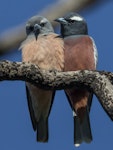 White-browed woodswallow. Adult pair (female on left). Warrumbungle Visitor Centre, New South Wales, November 2018. Image © Linda Unwin 2018 birdlifephotography.org.au by Linda Unwin.