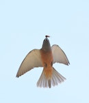 White-browed woodswallow. Adult male in flight, carrying a cicada (caught on the wing). Hillston, New South Wales, November 2018. Image © Con Boekel 2018 birdlifephotography.org.au by Con Boekel.