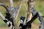 White-browed woodswallow. Juveniles. Bowra - near Cunnamulla, Queensland, July 2019. Image © Emmy Silvius 2019 birdlifephotography.org.au by Emmy Silvius.