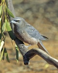 White-browed woodswallow. Immature. Annuello, Victoria, October 2006. Image © Michael Seyfort 2017 birdlifephotography.org.au by Michael Seyfort.