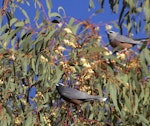 White-browed woodswallow. Adults perched, male in foreground. Central Victoria, Australia. Image © Sonja Ross by Sonja Ross.