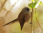 New Zealand fantail | Pīwakawaka. Adult (dark morph). Catlins River walk, Catlins, March 2023. Image © Glenn Pure by Glenn Pure.