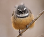 New Zealand fantail | Pīwakawaka. Adult (South Island, pied morph). Bealey Spur track, Arthur's Pass, April 2023. Image © Glenn Pure by Glenn Pure.