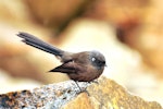 New Zealand fantail | Pīwakawaka. South Island black morph showing white marking behind eye. Stewart Island, October 2009. Image © Cheryl Marriner by Cheryl Marriner.