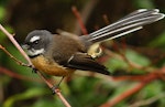 New Zealand fantail | Pīwakawaka. North Island adult calling. Wanganui, May 2012. Image © Ormond Torr by Ormond Torr.