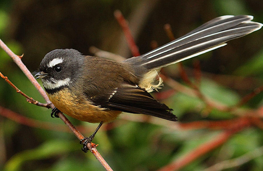 New Zealand fantail | Pīwakawaka. North Island adult calling. Wanganui, May 2012. Image © Ormond Torr by Ormond Torr.