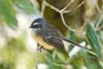 New Zealand fantail | Pīwakawaka. North Island pied morph adult. Wenderholm Regional Park, Auckland, January 2011. Image © Eugene Polkan by Eugene Polkan.