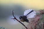 New Zealand fantail | Pīwakawaka. North Island pied morph adult showing fanned tail. Mid-north, Northland, January 2010. Image © Jenny Atkins by Jenny Atkins.