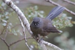 New Zealand fantail | Pīwakawaka. South Island fantail, black morph. Hawdon Valley, April 2014. Image © Steve Attwood by Steve Attwood.