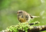 New Zealand fantail | Pīwakawaka. North Island pied adult in body and tail moult. Trounson Kauri Park, Northland, January 2010. Image © Cheryl Marriner by Cheryl Marriner.